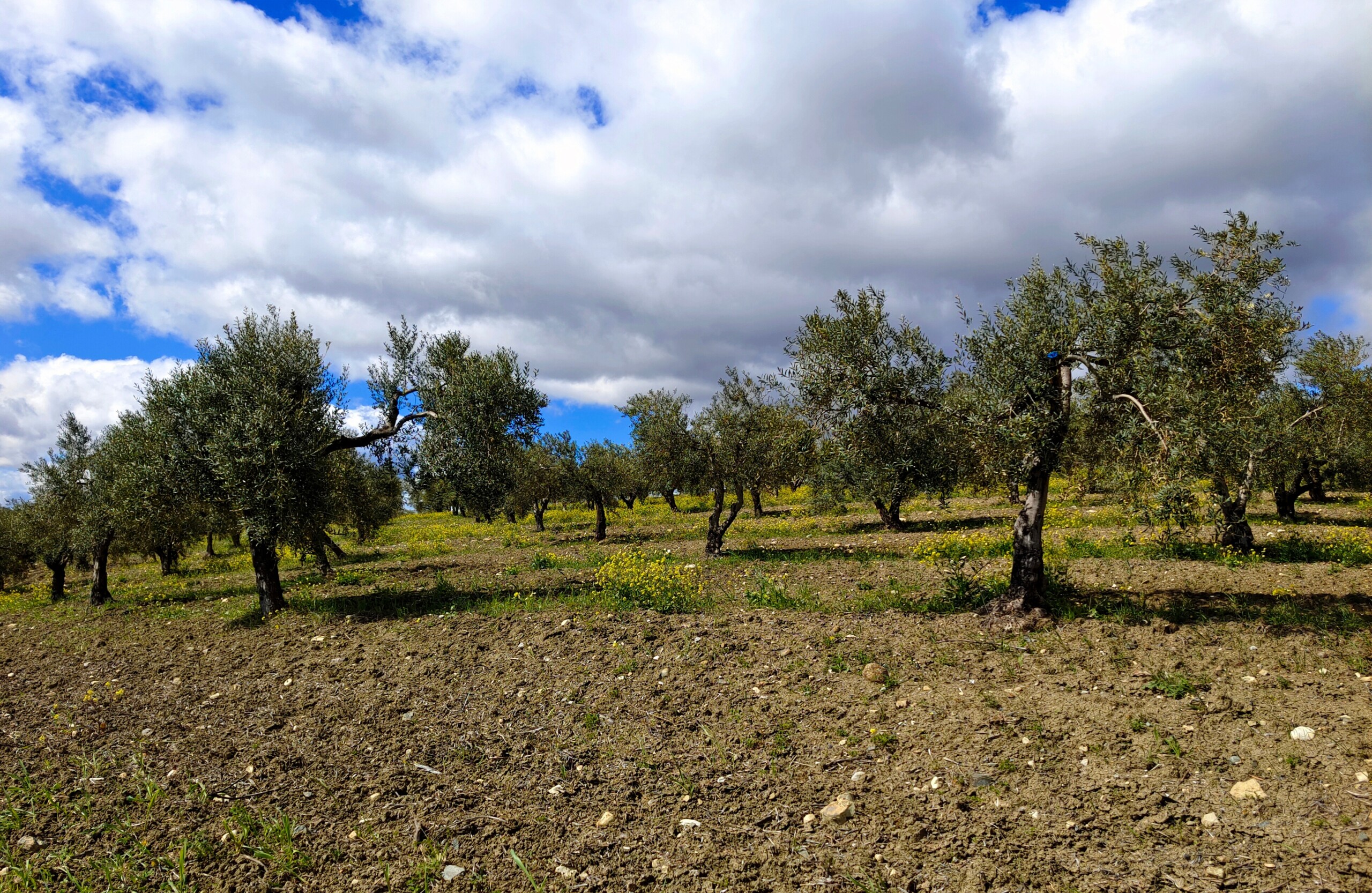 Olive,Trees,In,Malaga,Province,In,The,Springtime