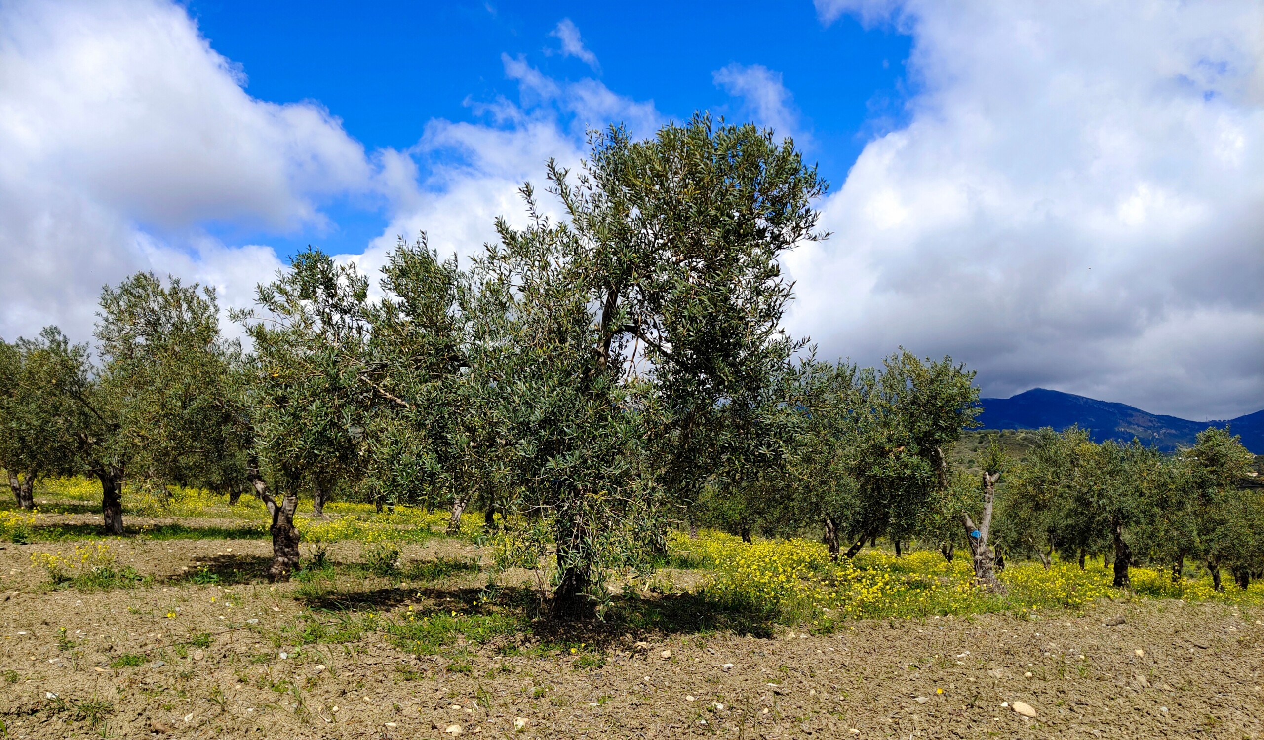 Olive,Trees,In,Malaga,Province,In,The,Springtime